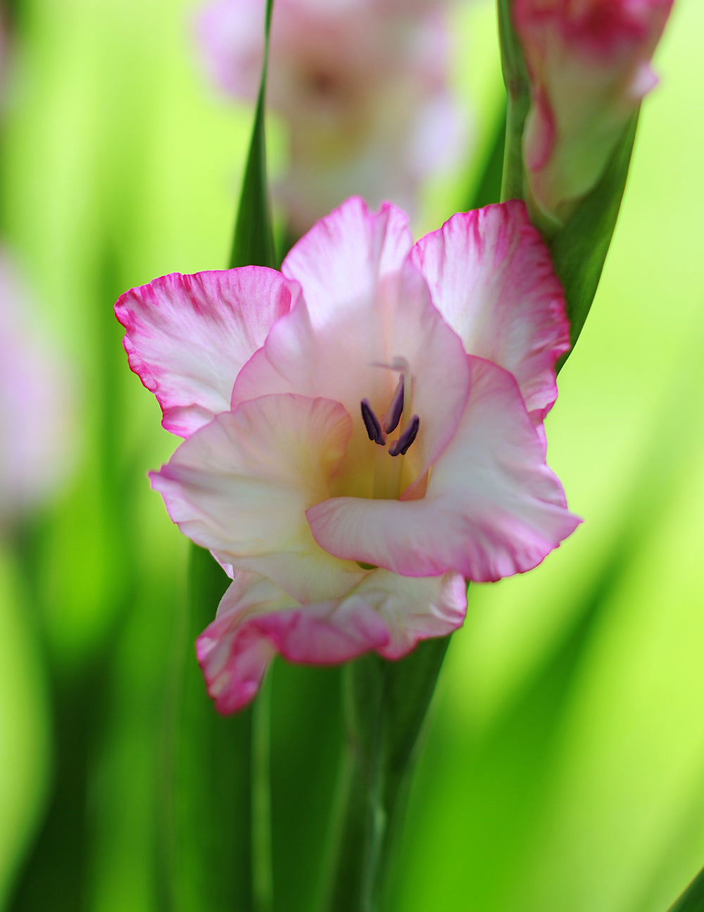 Blooming Bulb Priscilla Gladiolus