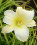 Purely Daylily - 3 root divisions