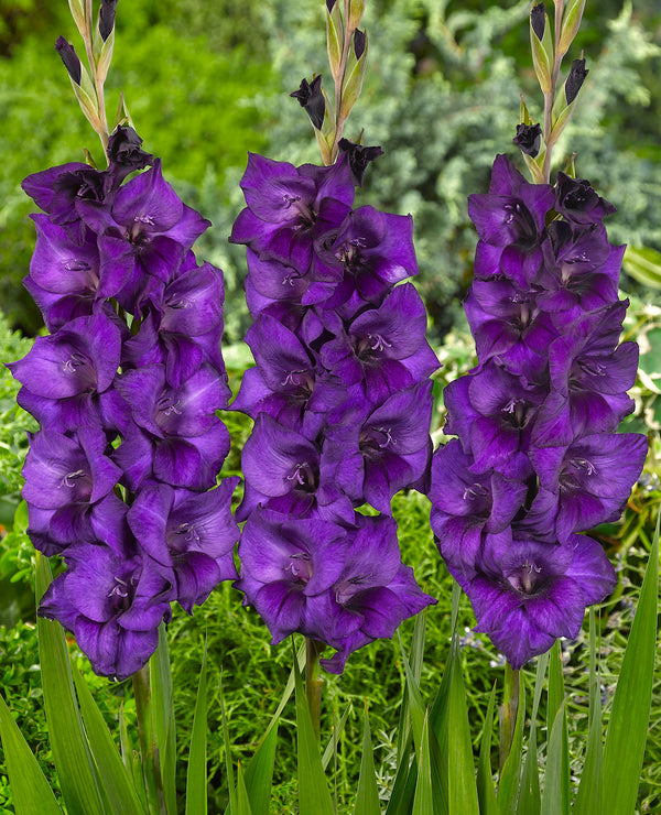 Purple Flora Gladiolus - 5 bulbs