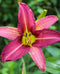 Purple Passion Daylily - 3 root divisions
