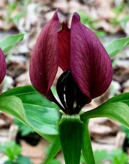 Purple Prairie Trillium (Wood Lily) - 5 Root Divisions