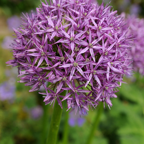 Giant Allium Purple Sensation - 5 bulbs