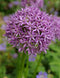 Giant Allium Purple Sensation - 5 bulbs