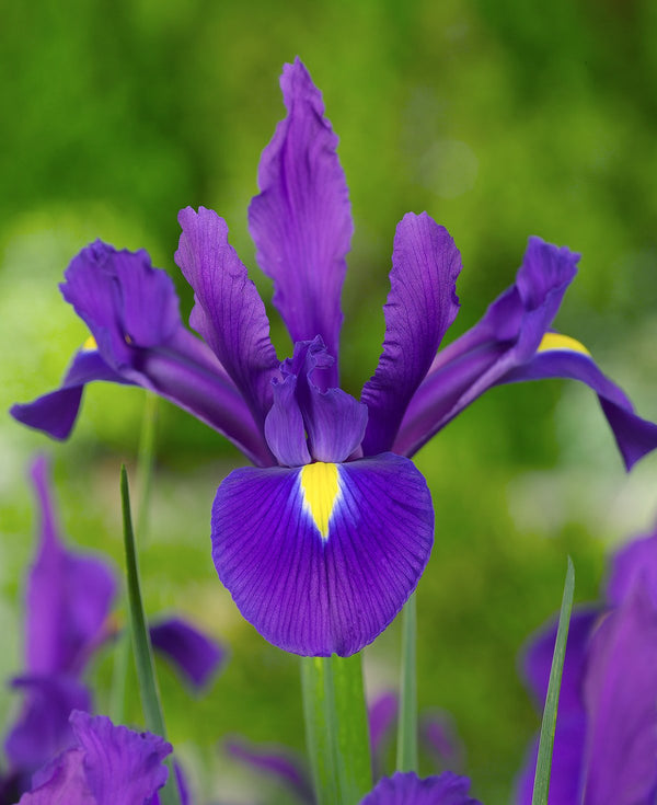 Purple Sensation Iris hollandica - 10 bulbs