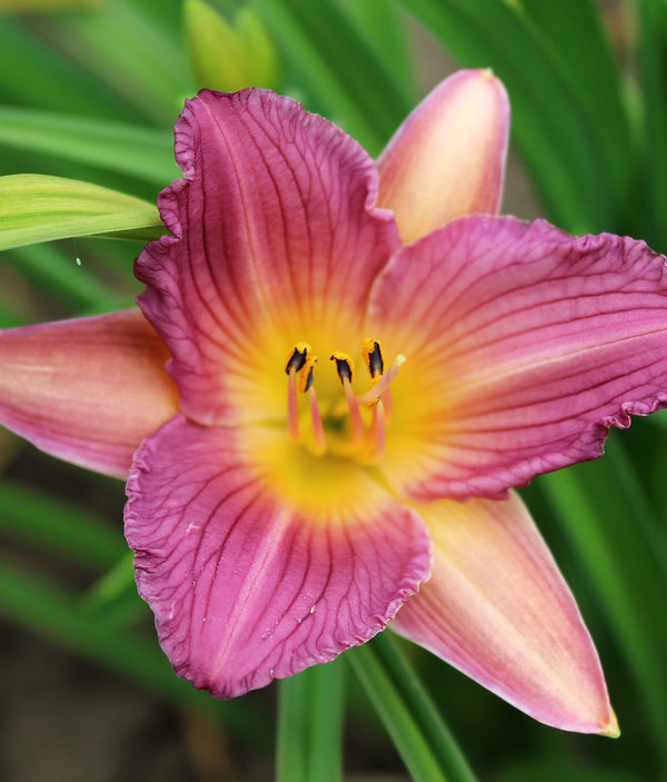 Purple de Oro Daylily - 3 root divisions