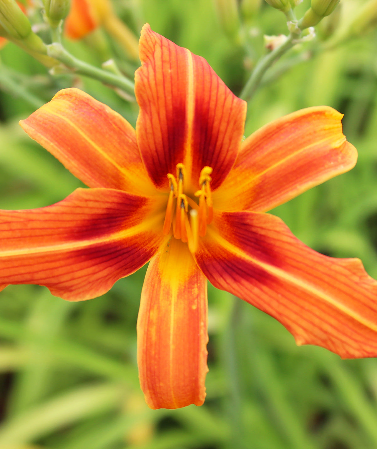 Rajah Daylily - 3 root divisions