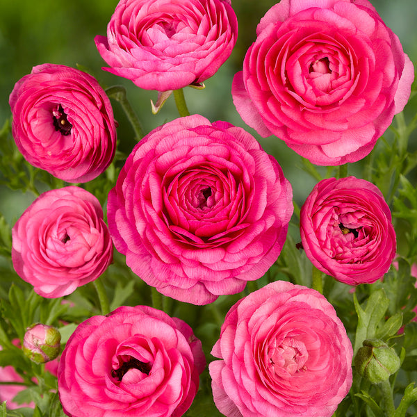 Dusty Red Ranunculus Pink Ranunculus Flowers