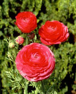 Rose Ranunculus - 10 bulbs