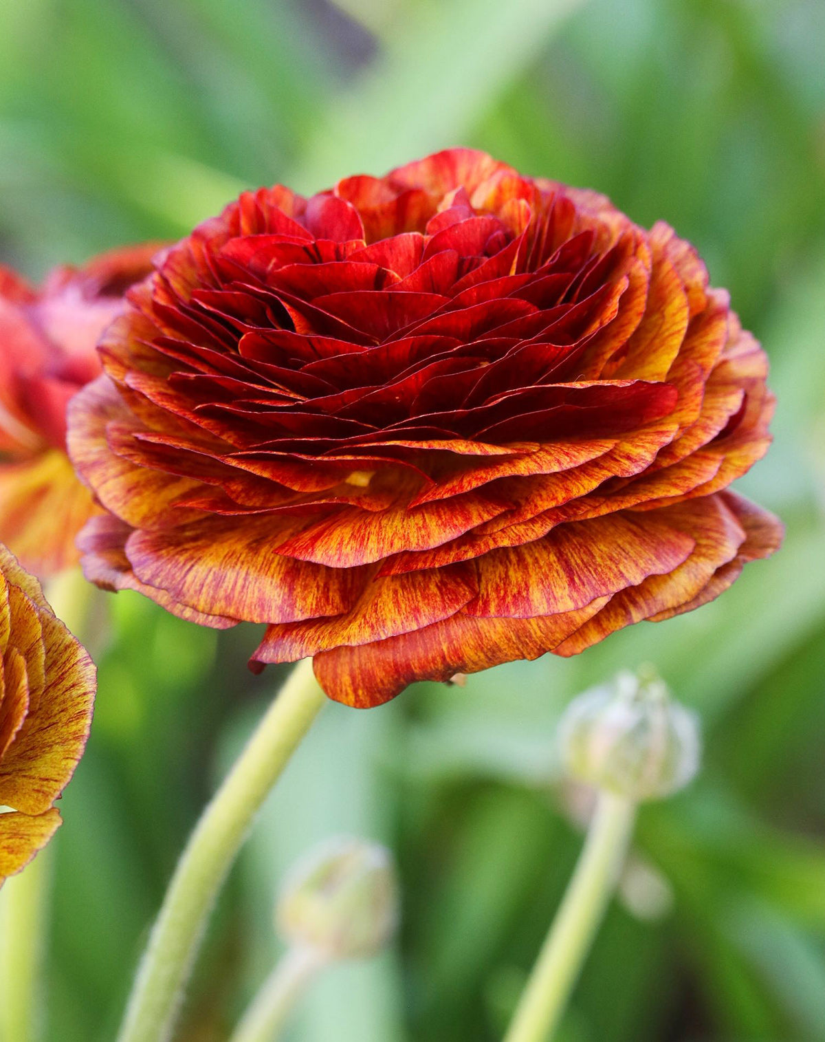 Cafe Ranunculus - 10 bulbs