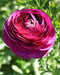 Merlot Ranunculus - 10 bulbs