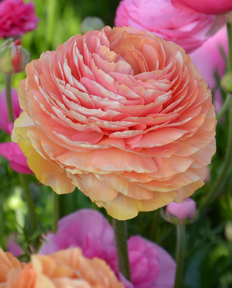 Salmon Ranunculus - 10 bulbs