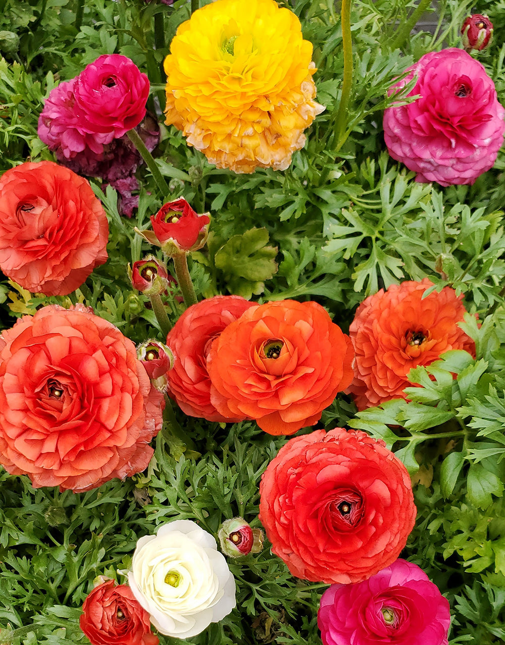 Mixed Ranunculus - 30 bulbs – BloomingBulb