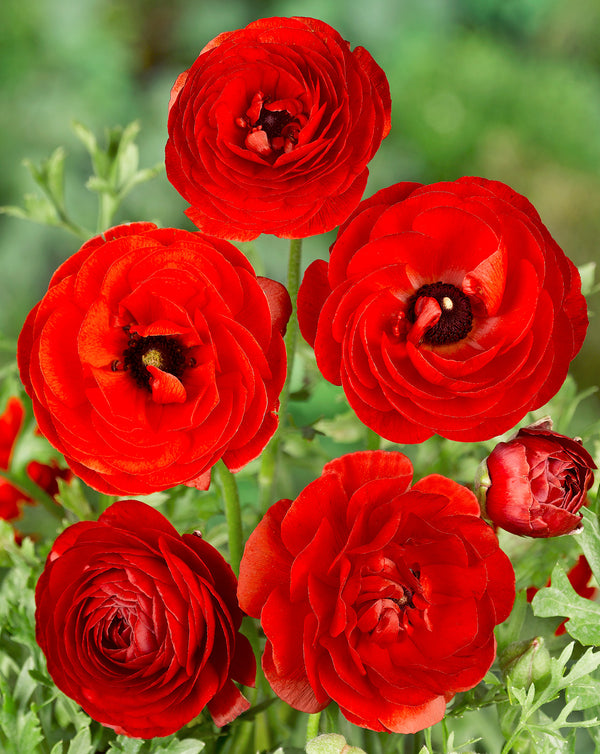 Red Ranunculus - 10 bulbs