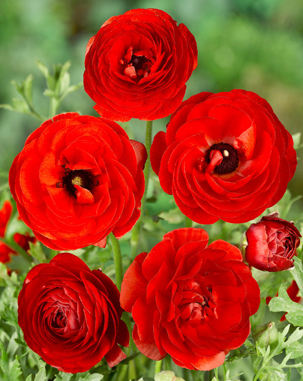Fire Red Ranunculus Ranunculus – BloomingBulb