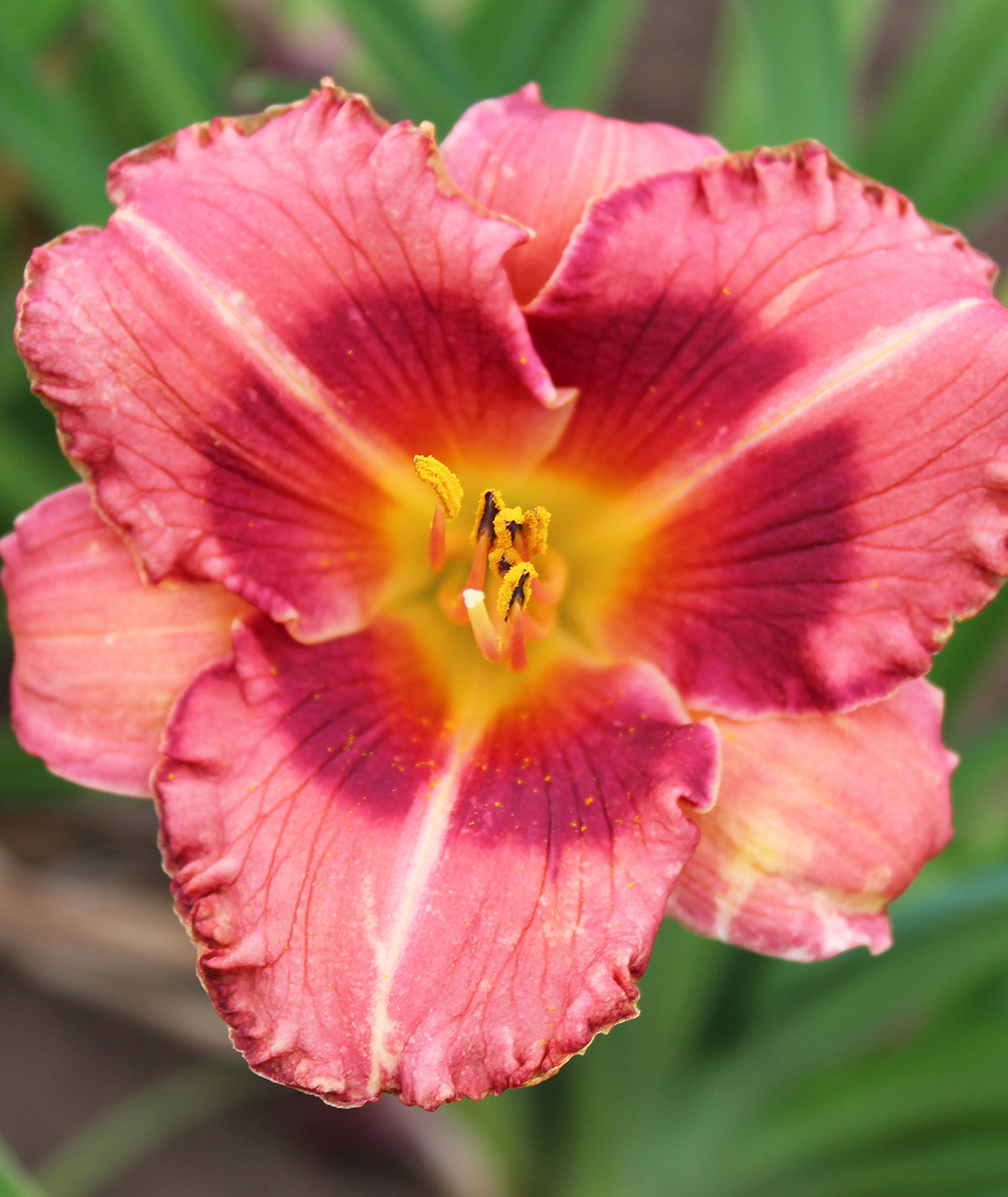 Raspberry Ruffles Daylily - 3 root divisions