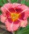 Raspberry Ruffles Daylily - 3 root divisions