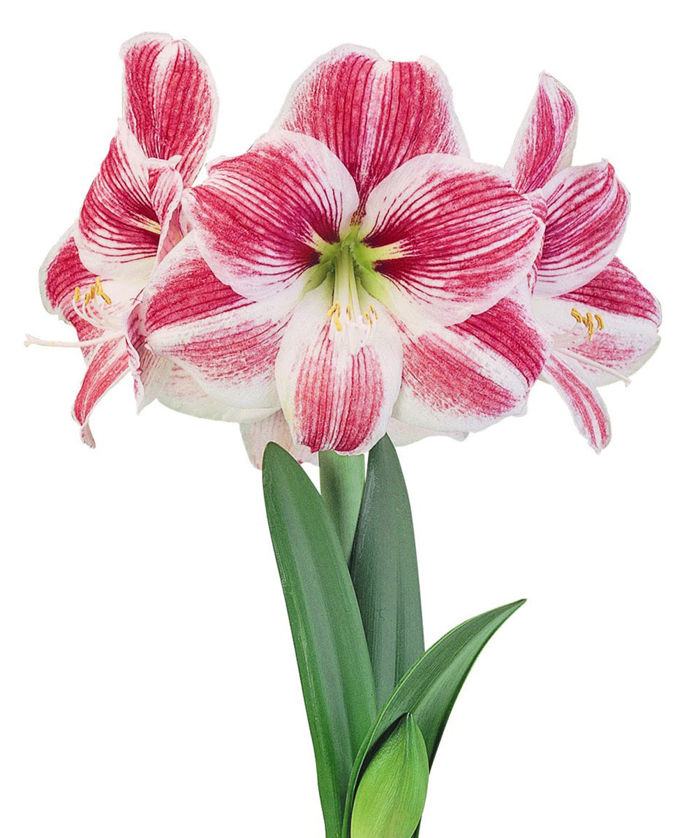 Razzle Dazzle® Symphony Amaryllis - 24-26 cm bulb