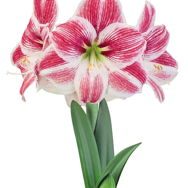 RazzleDazzleAmaryllis_600x600_