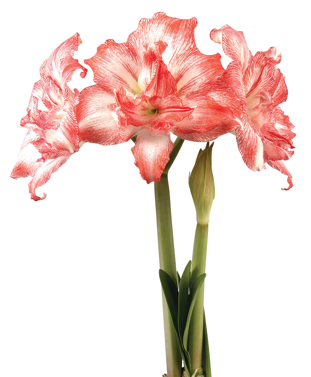 Razzmatazz® Symphony Amaryllis - 24-26 cm bulb