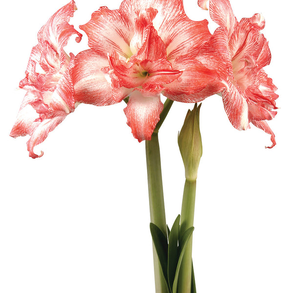 邦楽 amaryllis CDJapan : Amaryllis Yoshika CD Album