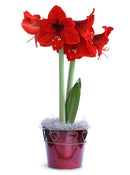 Red Amaryllis in Red Tin Indoor Garden