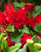 Red Double Begonia - 3 tubers