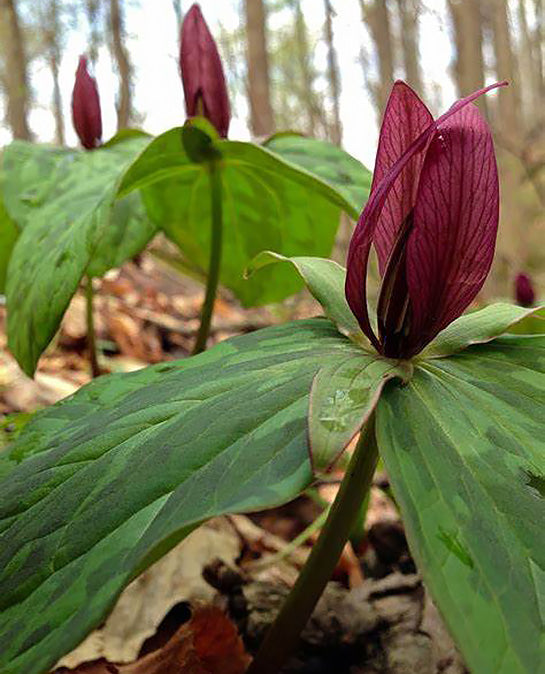 Red Toad Trillium (Wood Lily) - 5 Root Divisions