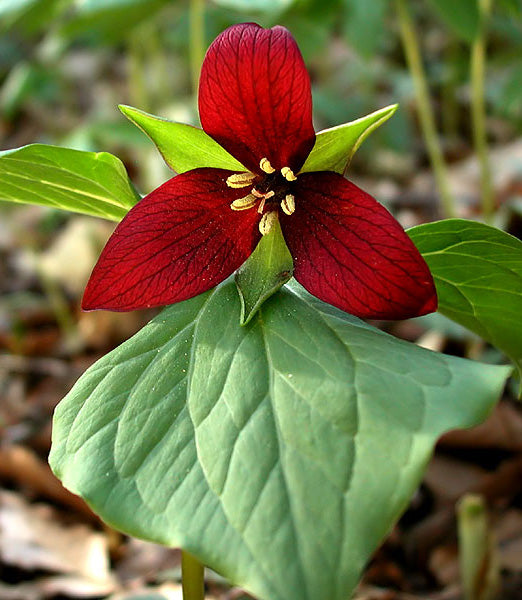 Red Trillium (Wood Lily) - 5 Root Divisions