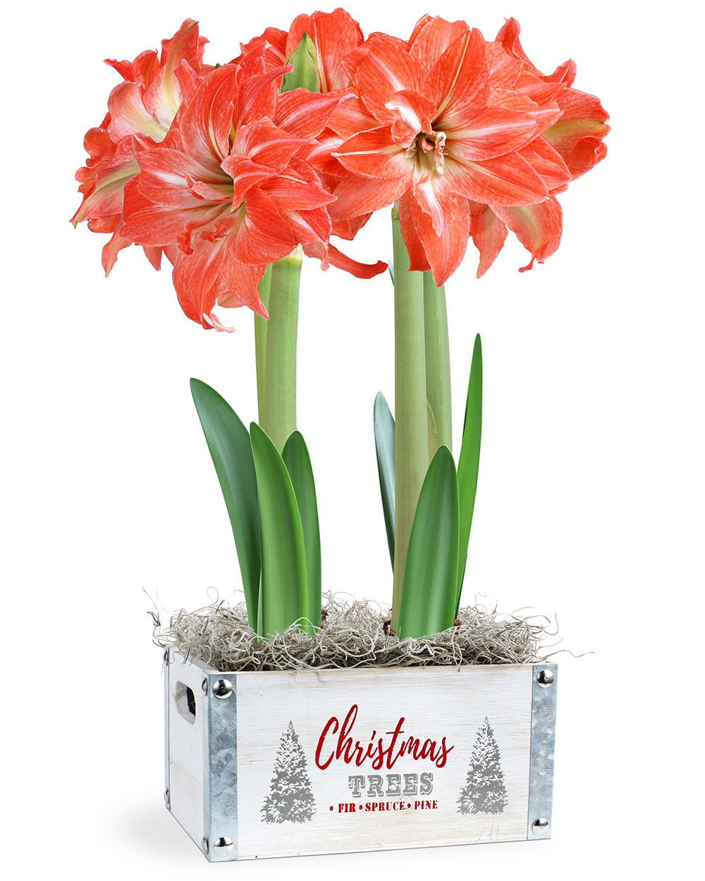 Red & White Amaryllis Bulb Gift