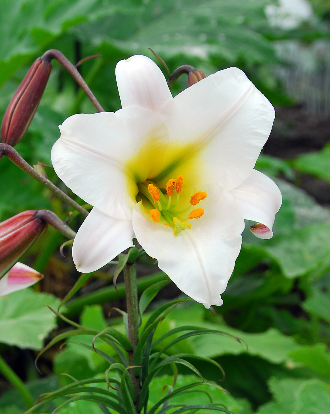 Regale Trumpet Lily - 5 bulbs