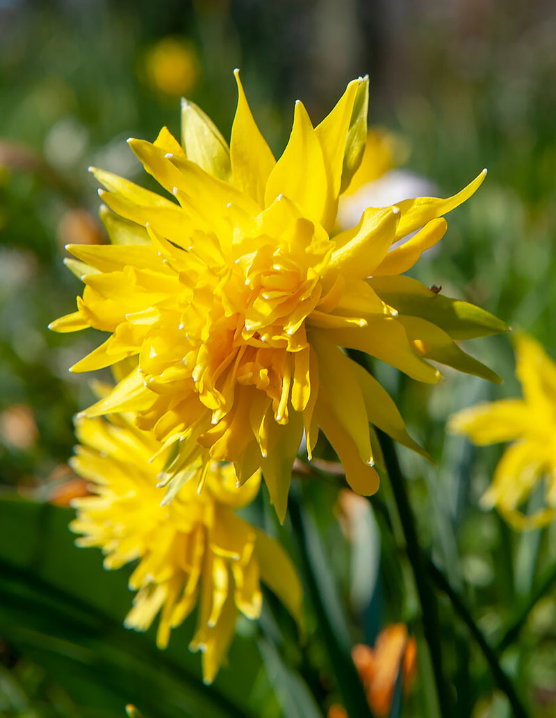 Rip Van Winkle Double Species Daffodil - 10 bulbs