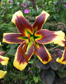 Robert Swanson Orienpet Lily - 5 bulbs