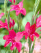 Robinetta Hardy Gladiolus - 5 bulbs