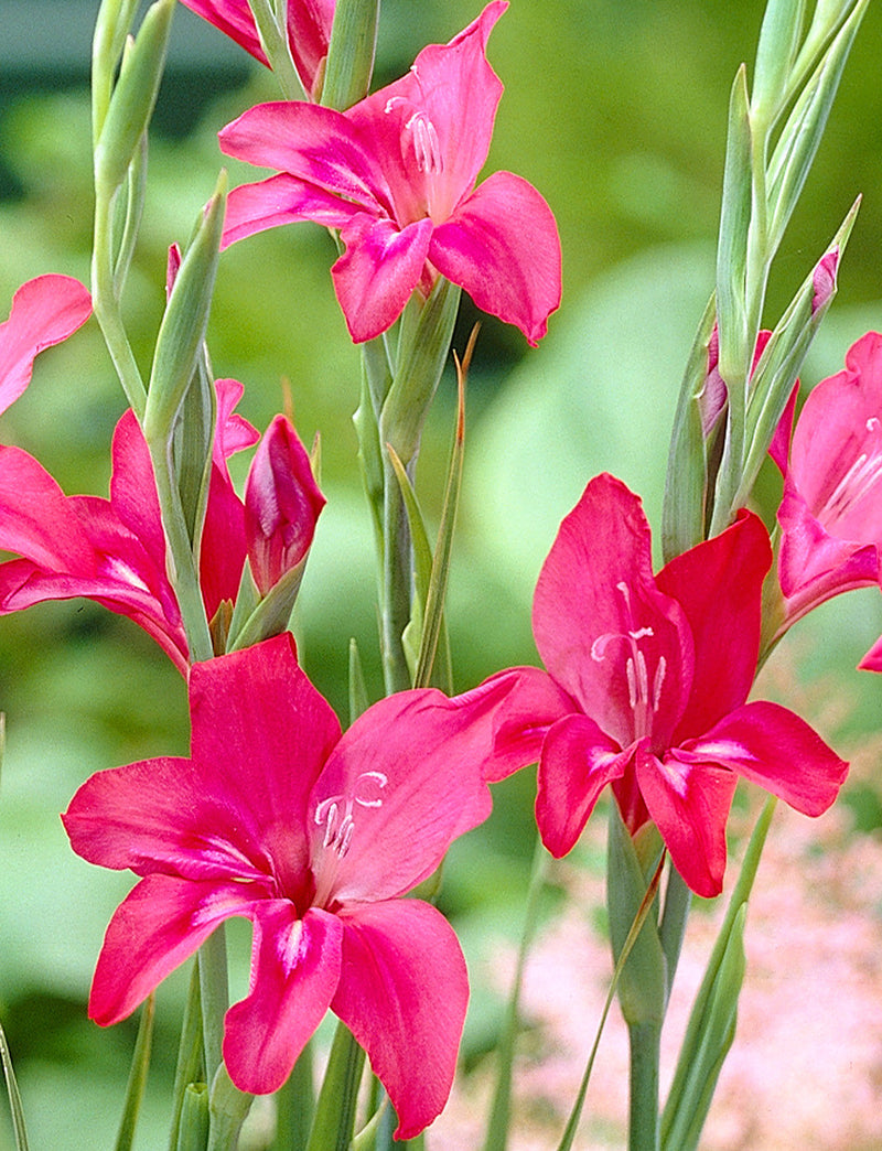 Robinetta Hardy Gladiolus - 5 bulbs – BloomingBulb