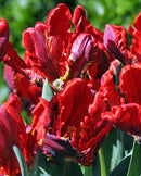 Rococo Parrot Tulip - 10 bulbs