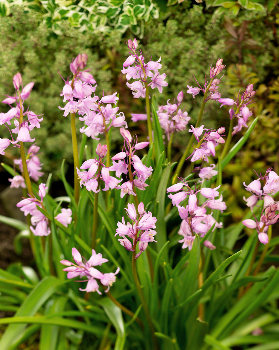 Rosabella Spanish Bluebells - 25 bulbs