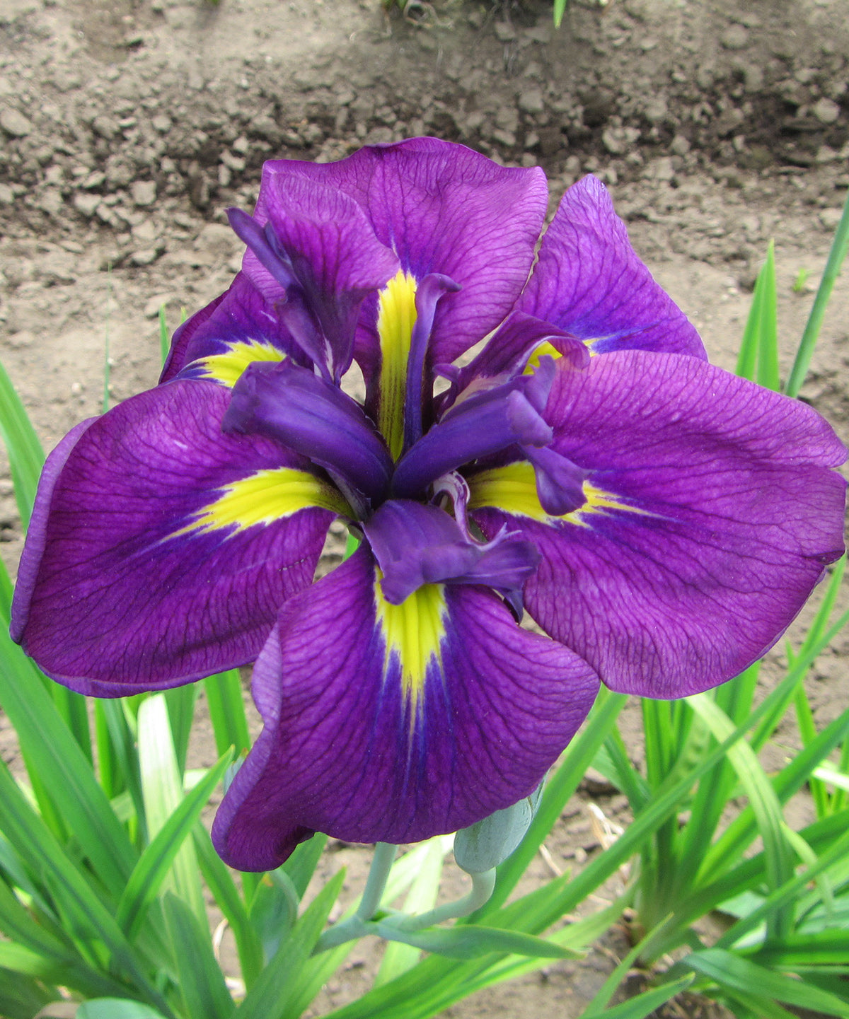 Royal Robes Japanese Iris - 3 root divisions