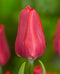 Ruby Prince Single Early Tulip - 10 bulbs