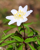 Rue Anemone - 5 Root Divisions