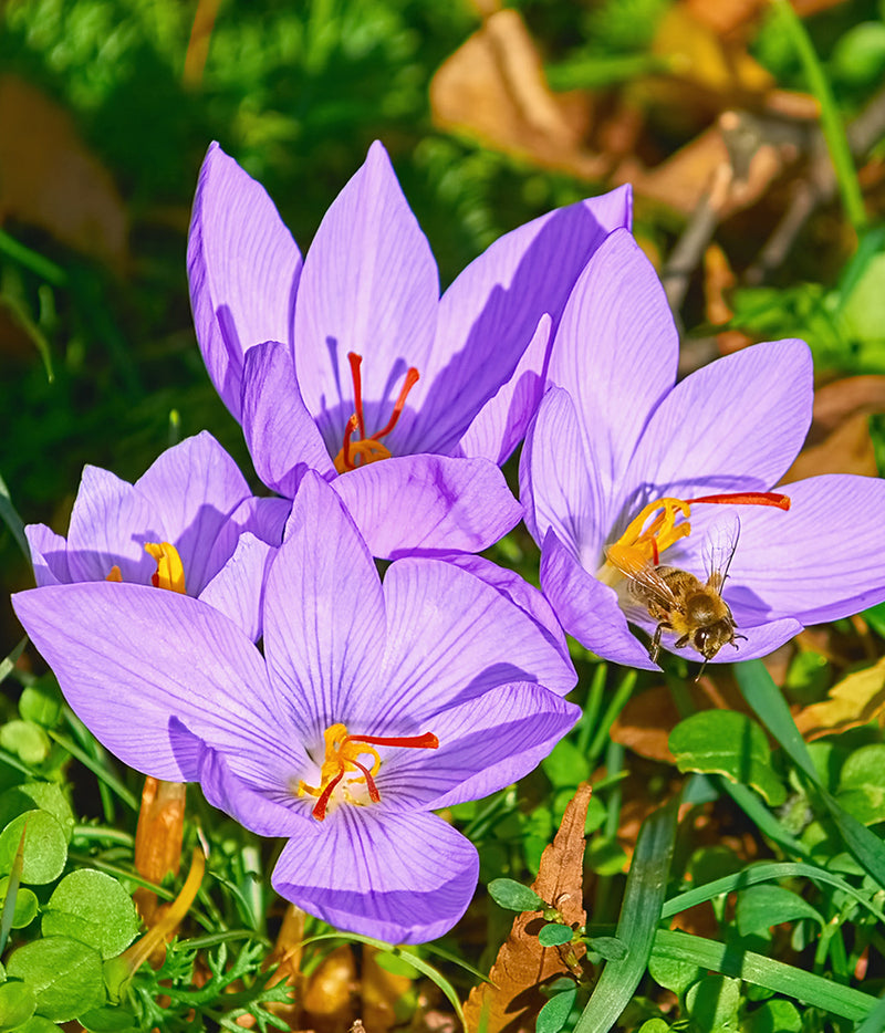 Saffron Fall Blooming Crocus - 10 bulbs