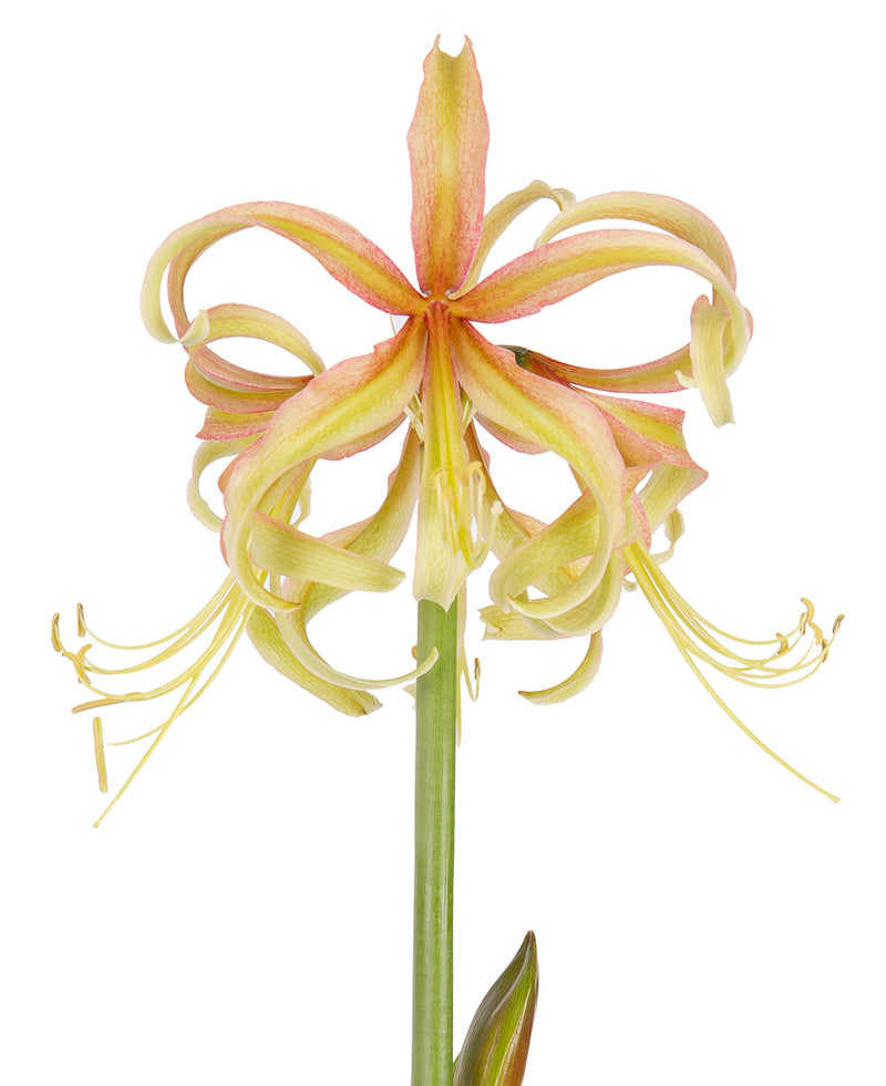 Saffron® Sonatini Amaryllis - 18-20 cm bulb
