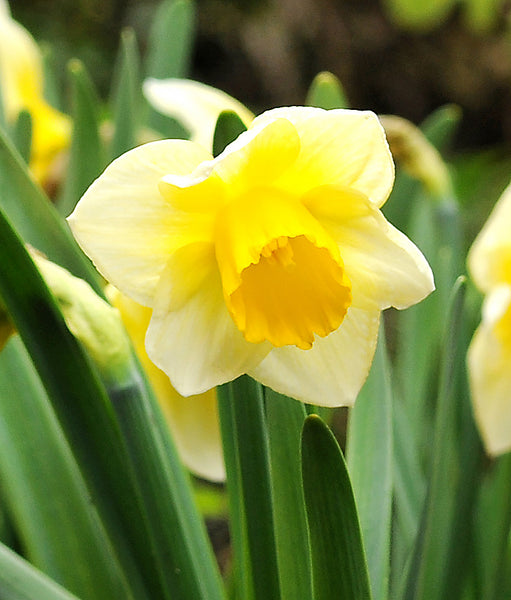 Salome Large Cup Daffodil - 10 bulbs – BloomingBulb