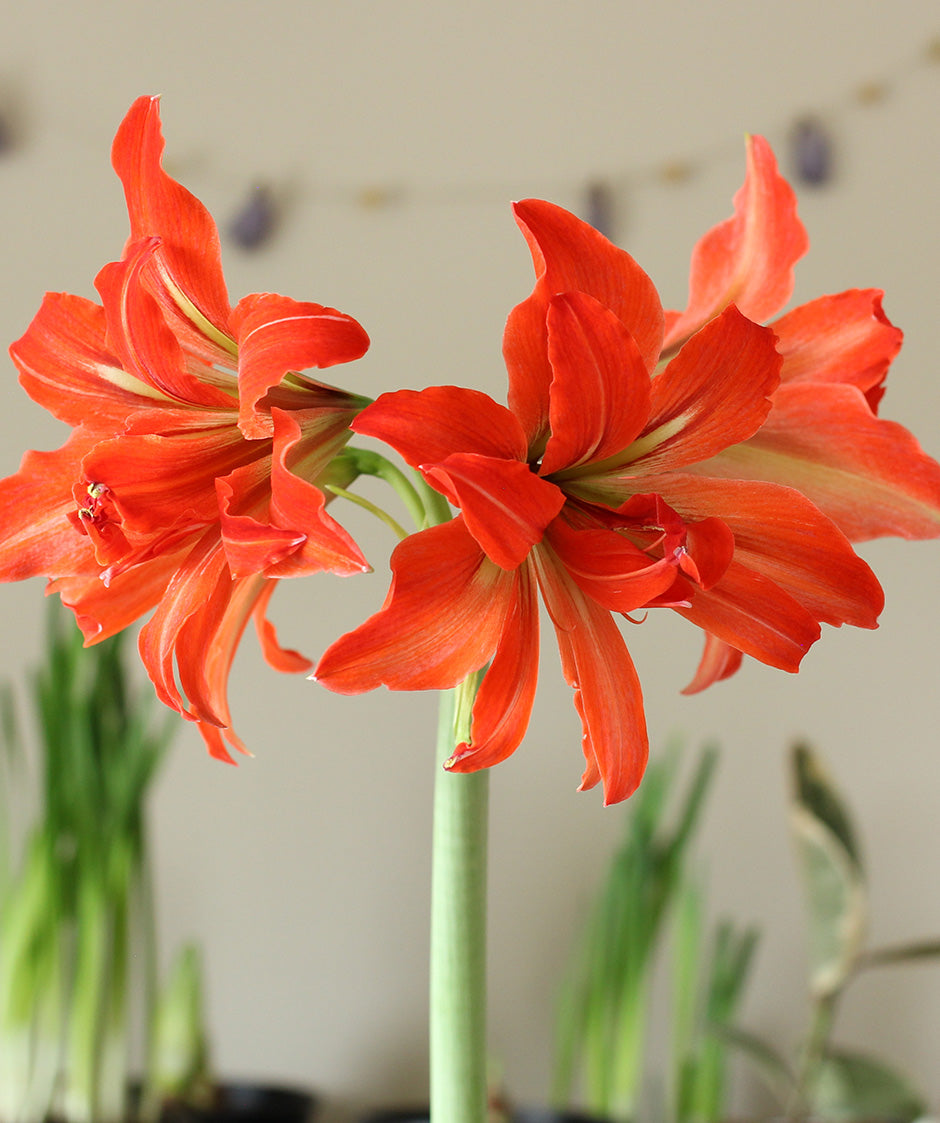 Samburu® Sonatini Amaryllis - 16-20 cm bulb