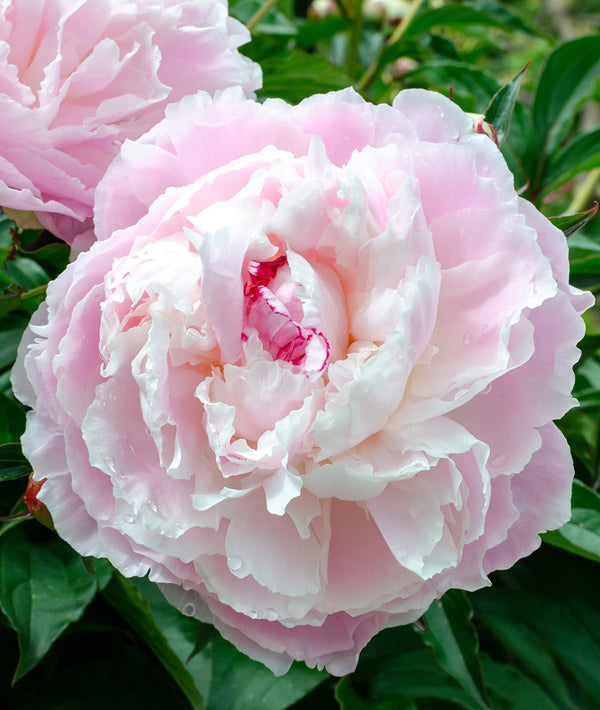 Shirley Temple Peony - 1 root division