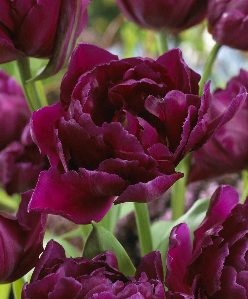 Showcase Double Early Tulip - 10 bulbs