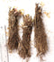 Marantha Siberian Iris - 3 root divisions