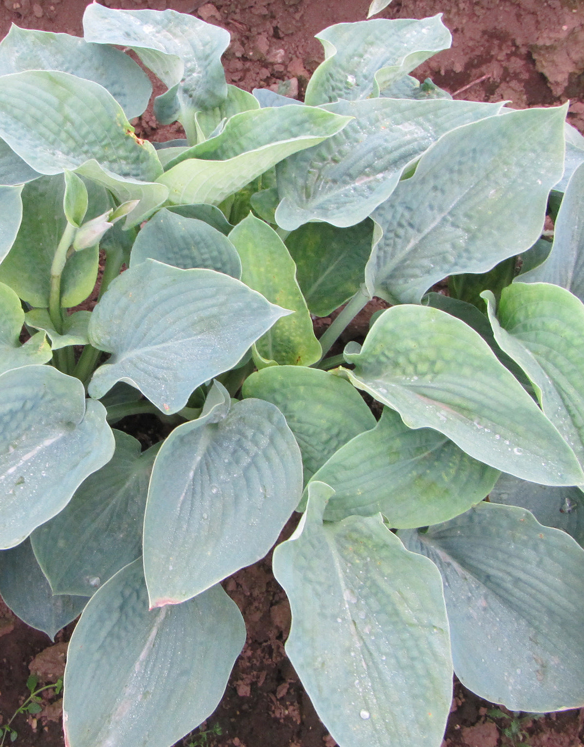 Sieboldiana Elegans Hosta - 3 root divisions