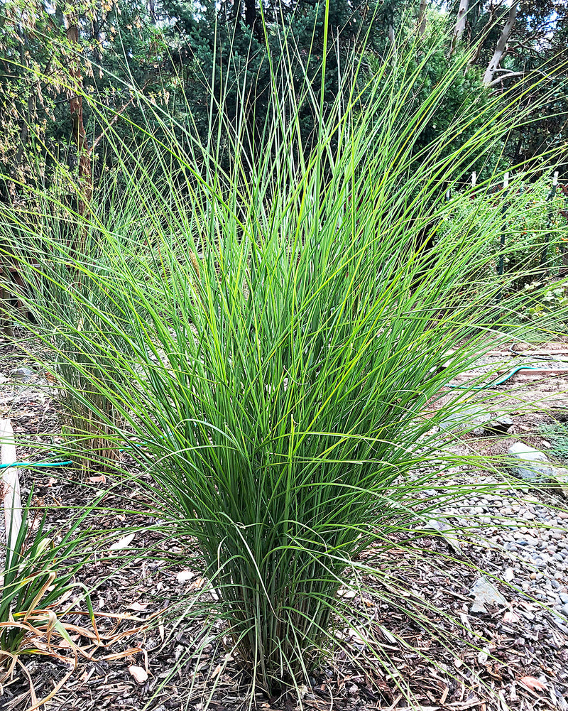 Silberfeder Silver Feather Grass - 3 bareroot plants