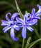 Sky Blue Lilies - 25 bulbs
