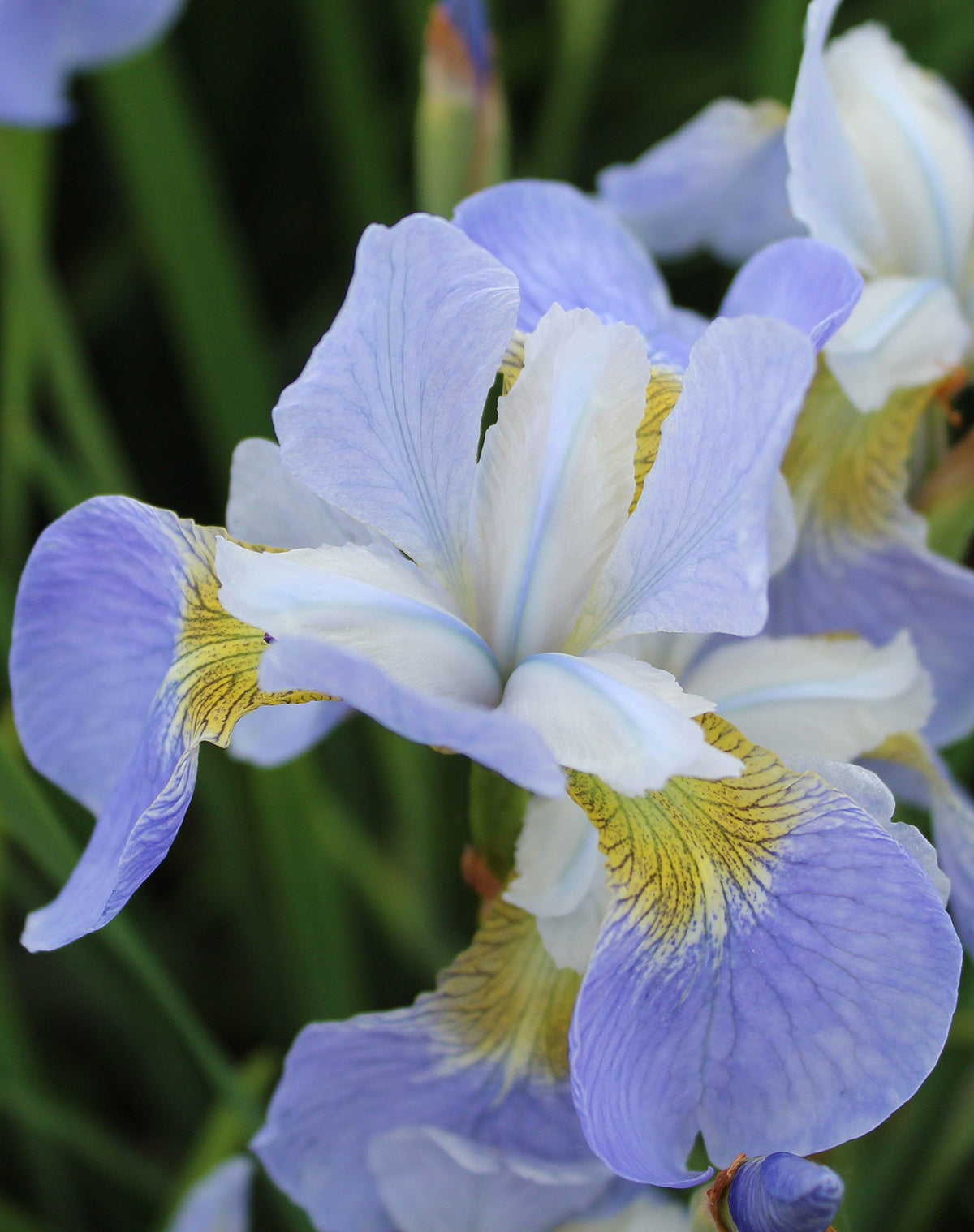 Sky Wings Siberian Iris - 3 root divisions